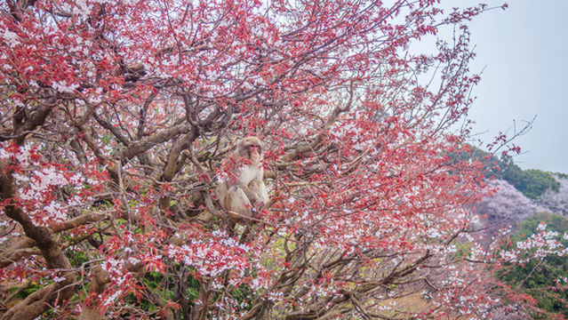 Arashiyama Monkey Park Iwatayama