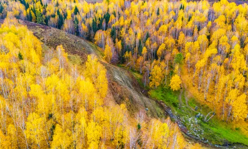 Hemu Birch Forest