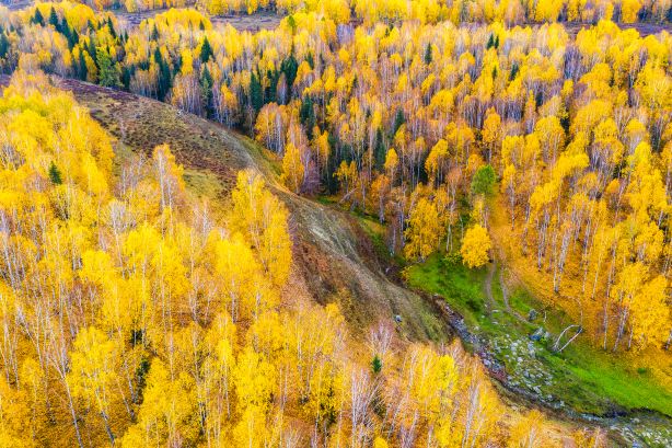 Birch Forest Area