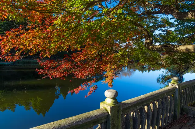 Maple Leaf Viewing in Lushan