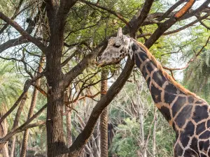 Nehru Zoological Park
