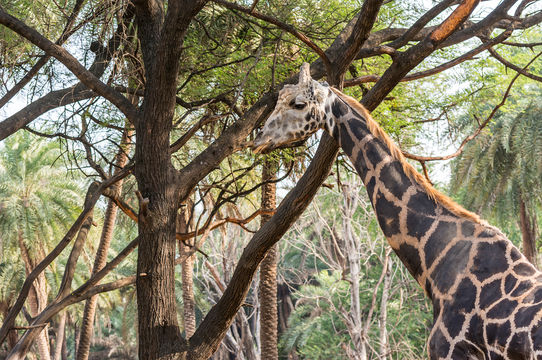 Nehru Zoological Park