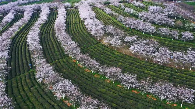 Cherry Blossom Viewing in Jiangxi