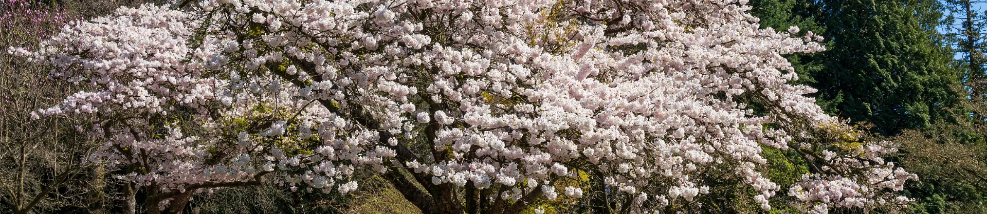 Fioriture Primaverili