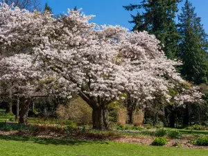 Dạo thưởng hoa 4 Hàng Đầu Tại Vancouver