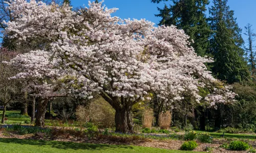Stanley Park