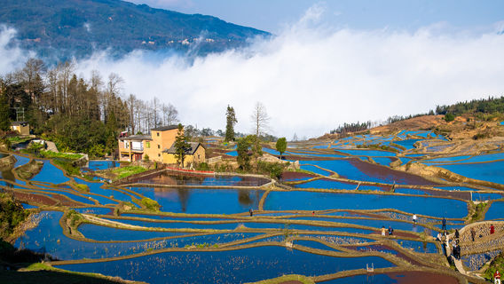 Yuanyang