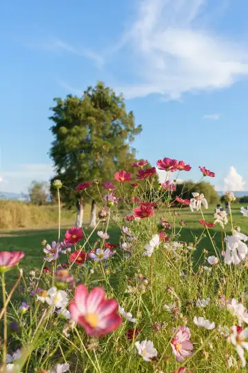 Hotels near Cai Village