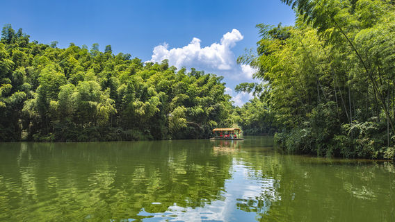 Southen Sichuan Bamboo Sea