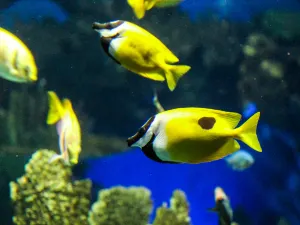 加拿大瑞普利水族館