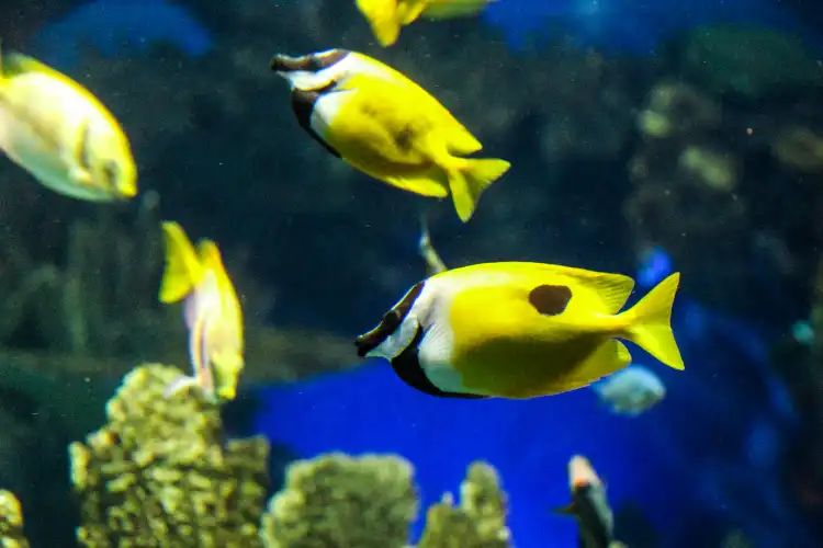 Hotels near Ripley's Aquarium of Canada