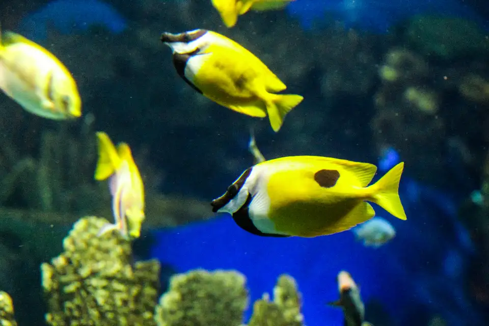 4_Ripley's Aquarium of Canada