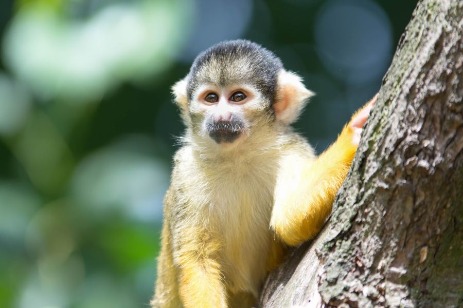 倫敦動物園