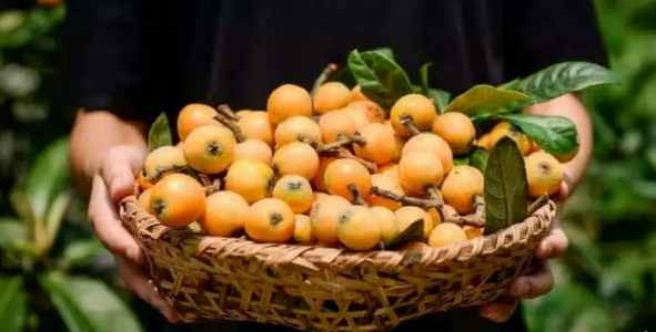 青浦區第十三屆夏陽枇杷文化旅遊購物節 | 上海