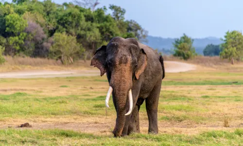 Minneriya National Park