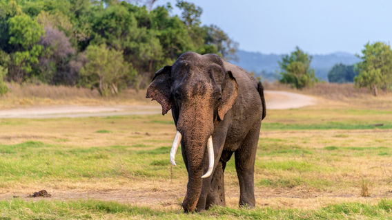 Minneriya National Park