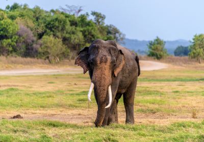Minneriya National Park