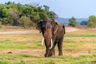 Minneriya National Park