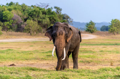 Minneriya National Park
