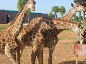 ping nan xiong sen dong wu da shi jie