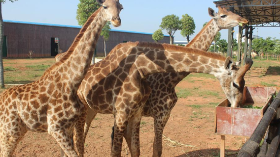 ping nan xiong sen dong wu da shi jie