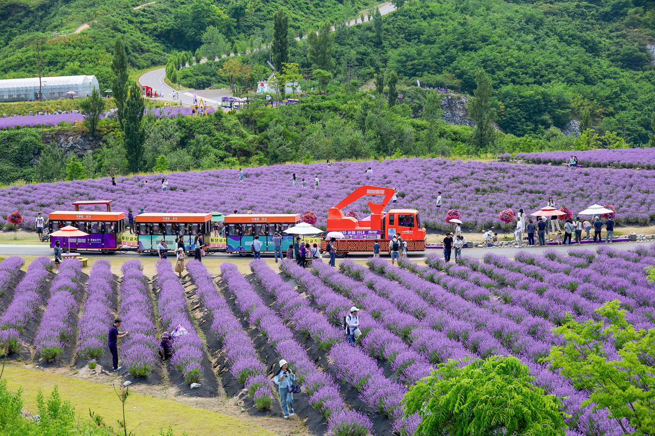 Mureung Byeolyucheonji Lavender Festival | Donghae-si