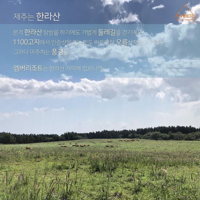 [엠버리조트 추천이유]