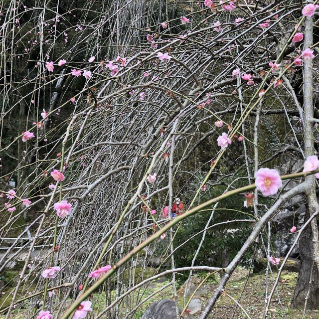 梅花熱海