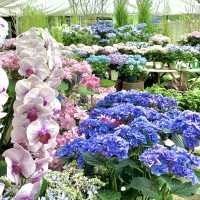 強羅公園の紫陽花