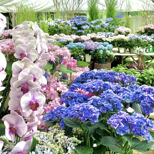 強羅公園の紫陽花