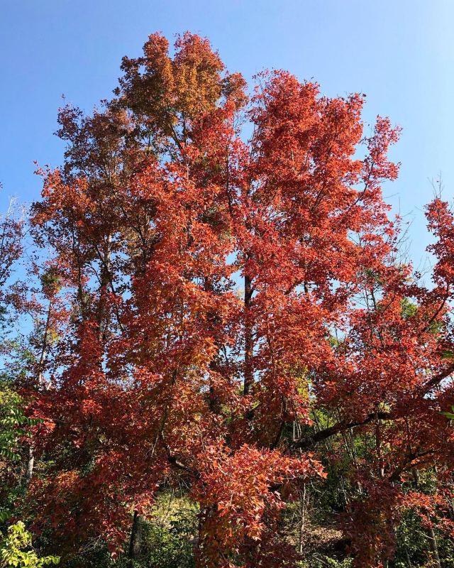 【2021香港紅葉情報】紅葉指數更新：大棠紅葉開始轉紅，6個賞楓好去處