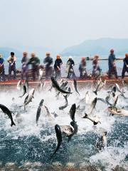 千島湖巨網捕魚