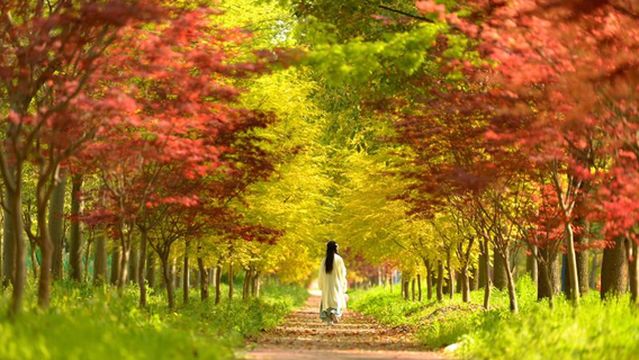 Maple Leaf Viewing in Shanghai