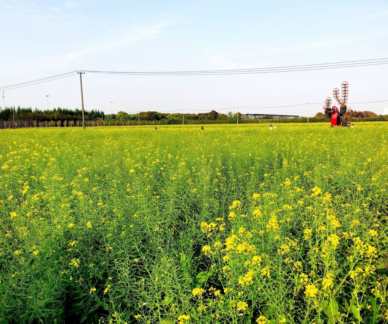 Fengxian Canola Flower Field - Tickets, Opening Hours Fengxian Canola Flower Field - Tickets, Opening Hours