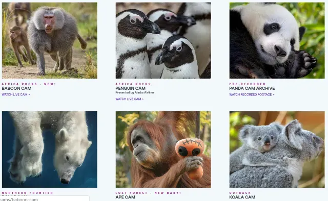 【線上體驗虛擬旅遊】偽出國！待在家也能免費逛動物園＆看展覽