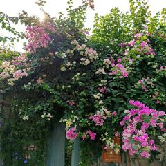 抚仙湖.觅觅花园 User Photo