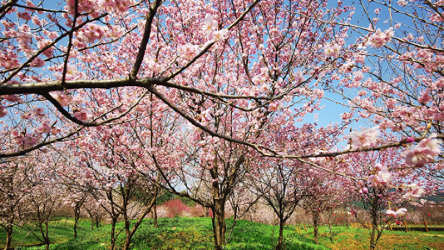 Xiangtan Cherry Blossom Garden