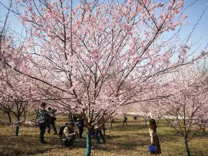 常德櫻花園