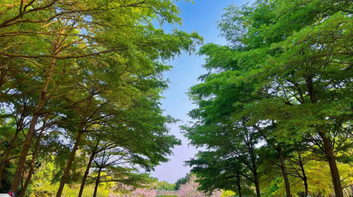 茂名森林公園