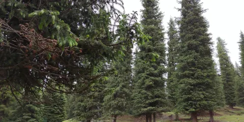 南山