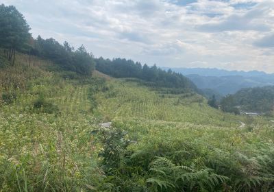 Jinsha Cuckoo Garden