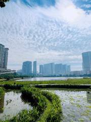 Taipa Constructed Wetland Park