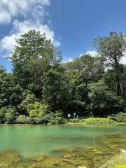 MacRitchie Reservoir Park