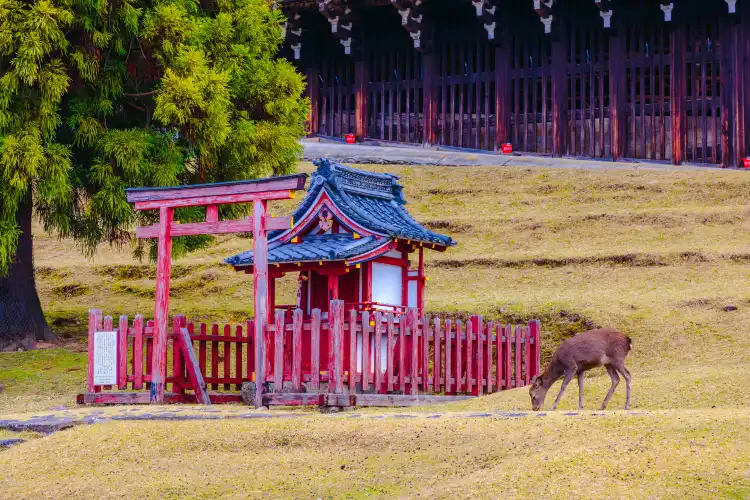 Hotels near Todai-ji Nigatsudo (February Hall)