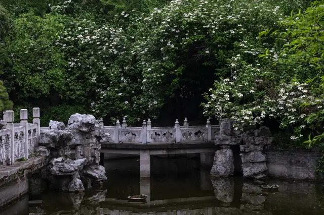 Viburnum Blossom Viewing in Yangzhou