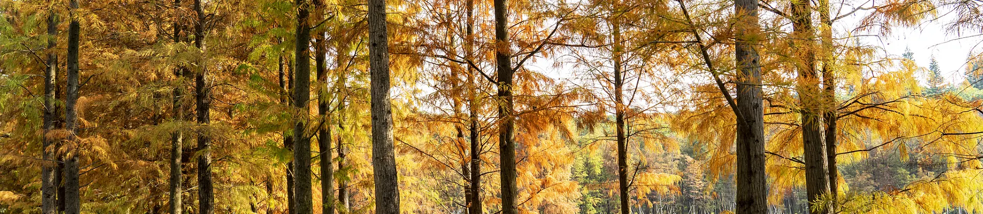Fall Viewing Attractions