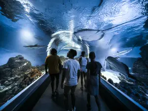 Cairns Aquarium