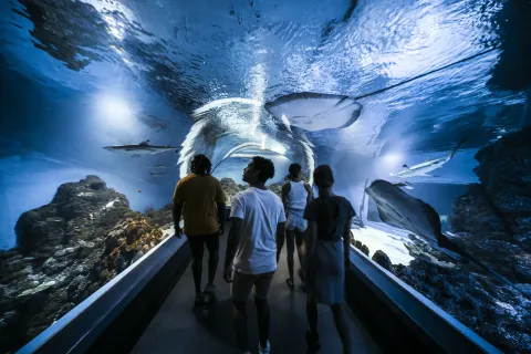 Cairns Aquarium