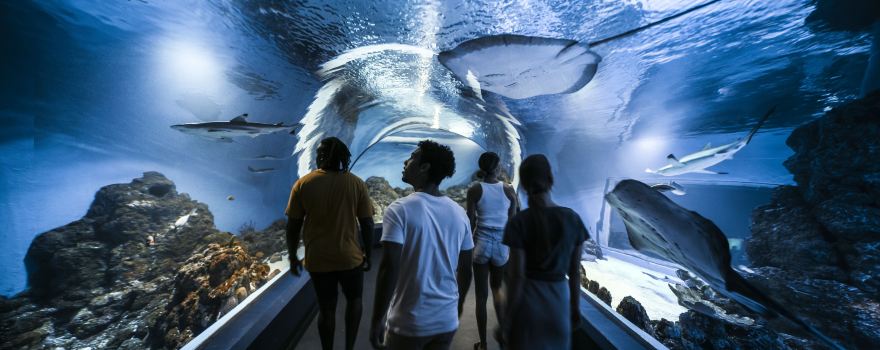 Cairns Aquarium