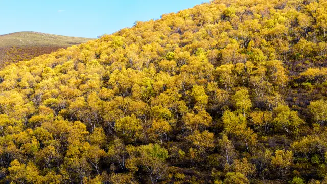 Birch Forest Viewing in Ulanqab